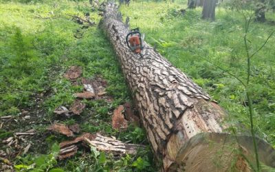 Спил и вырубка деревьев, корчевание пней - Кирсанов, цены, предложения специалистов